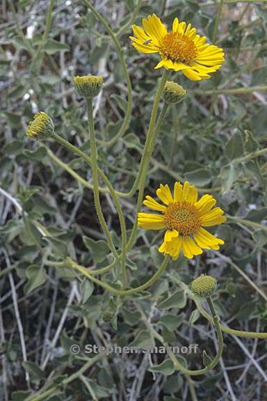 encelia actoni 1 graphic